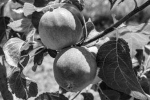 fotografia sul tema bellissimo albero di frutta ramo di melo foto