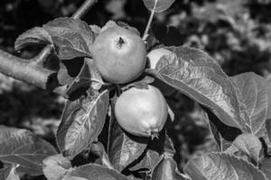 fotografia sul tema bellissimo albero di frutta ramo di melo foto