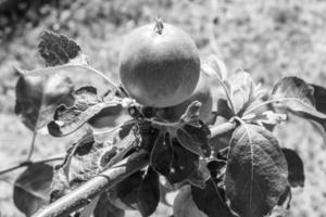 fotografia sul tema bellissimo albero di frutta ramo di melo foto