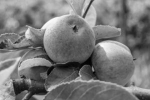 fotografia sul tema bellissimo albero di frutta ramo di melo foto