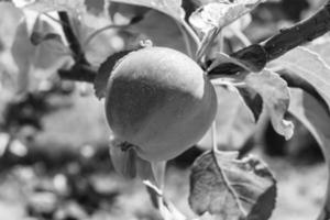 fotografia sul tema bellissimo albero di frutta ramo di melo foto