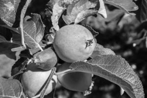 fotografia sul tema bellissimo albero di frutta ramo di melo foto