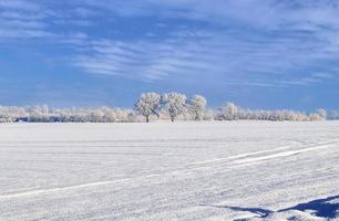 un' bianca innevato pezzo di terreni agricoli nel inverno su un' soleggiato giorno. foto