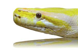 testa albino pitone serpente isolato su bianca foto