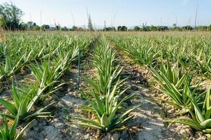 Ritaglia di aloe Vera impianti foto