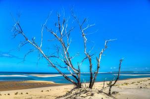 bazaruto isola, mozambico foto