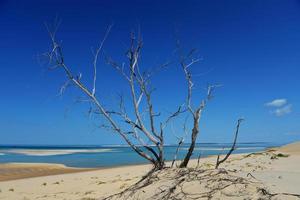 bazaruto isola, mozambico foto