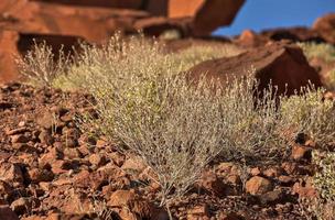 boscimano roccia incisioni - namibia foto