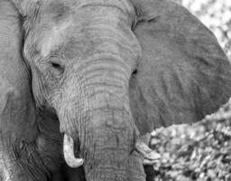 africano cespuglio elefanti foto