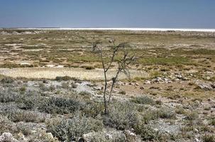 etosha sale padella - namibia foto