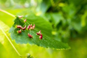 lime chiodo fiele causato di rosso chiodo fiele acaro eriophyes tiliae su il le foglie di Comune lime. foto