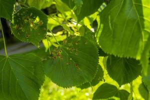 lime chiodo fiele causato di rosso chiodo fiele acaro eriophyes tiliae su il le foglie di Comune lime. foto