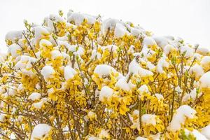 Immagine di fiori coperto con neve dopo un' inverno primavera rompere foto