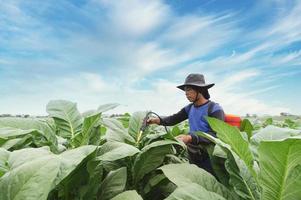 agricoltori uso agricolo attrezzatura e Strumenti. mescolare Manutenzione pozioni, aumentare tabacco dare la precedenza e scegliere nuovo coltivazione metodi. giovane agricoltori e tabacco agricoltura foto