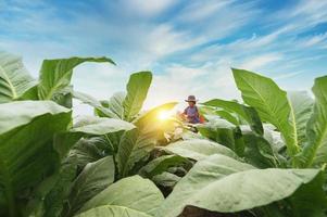 agricoltori uso agricolo attrezzatura e Strumenti. mescolare Manutenzione pozioni, aumentare tabacco dare la precedenza e scegliere nuovo coltivazione metodi. giovane agricoltori e tabacco agricoltura foto