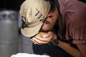 avvicinamento di un' agricoltori mestiere birraio lavoratori mano Tenere Grano cereali nel un asiatico birrificio. foto