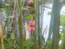 etlingera elatior nel il giardino foto