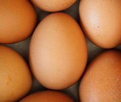 avvicinamento tiro di contento Pasqua, guardare a un' fresco Marrone crudo pollo, parecchi uova nel un' argento ciotola separare il uova su un' color loft gesso pavimento. per cucinando salutare mangiare foto