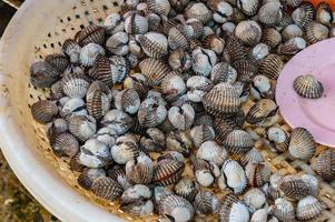 tellina nel il cestino a fresco mercato di tailandia.cockle, anche chiamato cuore mollusco, qualunque di il circa 250 specie di marino bivalve molluschi, o vongole. foto