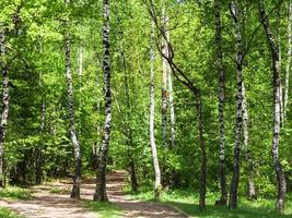 sentiero nel verde betulla foresta foto