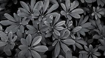 bellissimo le foglie modello per sfondo a giardino parco nel nero e bianca o monocromatico tono. bellezza di natura, crescita, pianta e naturale sfondo concetto foto