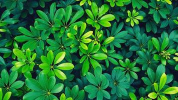 bellissimo fresco verde le foglie modello per sfondo a giardino parco nel blu filtro tono. bellezza di natura, crescita, pianta e naturale sfondo nel blu filtro tono. foto