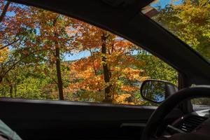 autunno le foglie nel natura foto