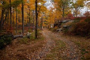 autunno le foglie nel natura foto