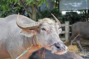 un' bufalo con bellissimo corna e pelle è riposo nel un la zona pieno di fieno. foto