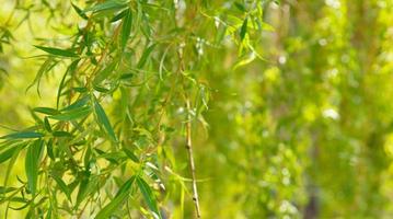 foglie verdi giovani di primavera dal salice. messa a fuoco variabile foto