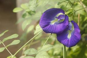 Clitoria ternatea viola nel il giardino. foto