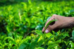 vicino su donne mano dito raccolta su tè le foglie a un' tè piantagione per Prodotto , naturale selezionato , fresco tè le foglie nel tè azienda agricola nel Indonesia foto