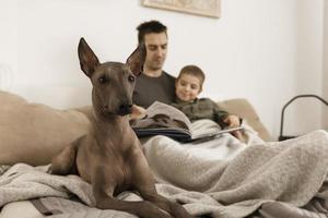 cane come famiglia membro. messicano senza peli, xoloitzquintle. adulto cane su il letto a casa, con uomo e poco ragazzo. naturale terra colori. accogliente ambiente. padre legge prenotare, Fata racconto per il suo bambino. foto