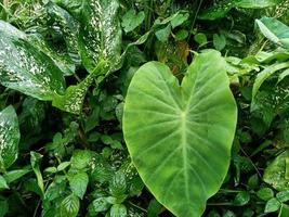 verde impianti di natura foto