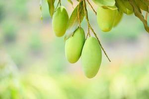 mango crudo appeso su albero con sfondo foglia in estate frutteto giardino di frutta - albero di mango verde foto