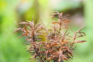 rosmarino asciutto morto per estratti essenziale olio - rosso rosmarino pianta erbe aromatiche natura verde sfondo foto