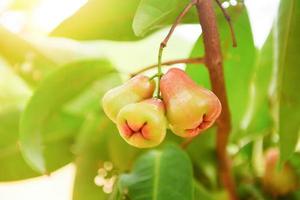 rosa Mela frutta estate sospeso su il albero - rosa mele albero nel frutteto nel Tailandia foto