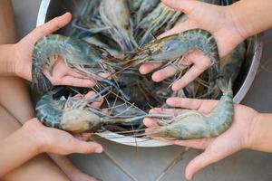 crudo gamberetti su mano bambino lavaggio gamberetto su ciotola, fresco gamberetto gamberi per cucinando frutti di mare cibo nel il cucina o acquistare gamberetti su negozio a il frutti di mare mercato foto