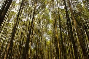 Basso angolo tiro di di un' tranquillo pino foresta nel yogyakarta. hutan pinus foto