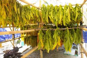 essiccazione tradizionale tabacco le foglie con sospeso nel un' campo, Indonesia. alto qualità asciutto tagliare tabacco grande foglia. foto