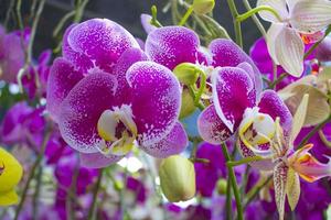 esotico fiori di il orchidea Luna phalaenopsis amabili fioritura. anche chiamato puspa pesona, anggrek bulan foto
