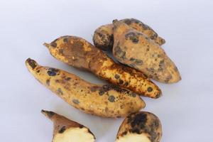 dolce Patata Cilembu, ubi cilembu cultivar, foto