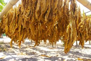 essiccazione tradizionale tabacco le foglie con sospeso nel un' campo, Indonesia. alto qualità asciutto tagliare tabacco grande foglia. foto