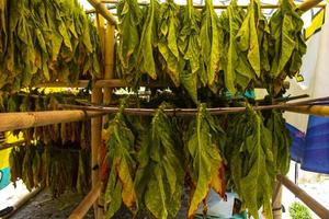 essiccazione tradizionale tabacco le foglie con sospeso nel un' campo, Indonesia. alto qualità asciutto tagliare tabacco grande foglia. foto