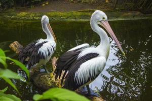 il australiano pellicano pelecanus conspicillatus è un' grande waterbird nel il famiglia pelecanidae foto