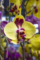 esotico fiori di il orchidea Luna phalaenopsis amabili fioritura. anche chiamato puspa pesona, anggrek bulan foto