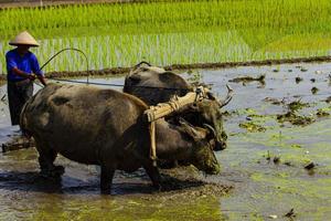 contadino aratura risaia campo con paio buoi o bufalo nel Indonesia foto
