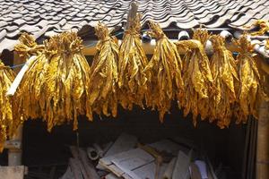 essiccazione tradizionale tabacco le foglie con sospeso nel un' campo, Indonesia. alto qualità asciutto tagliare tabacco grande foglia. foto