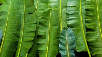 Banana le foglie struttura, buio verde sfondo foto