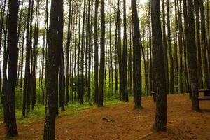 Basso angolo tiro di di un' tranquillo pino foresta nel Yogyakarta hutan pinus foto